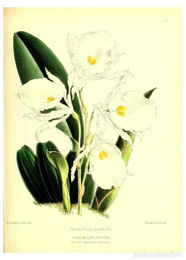 Collection Magazines and Newspapers: Reproducci&oacute;n/Reproduction 49677616772: The floral magazine;. London,L. Reeve & Co.. - Dombrain, Henr