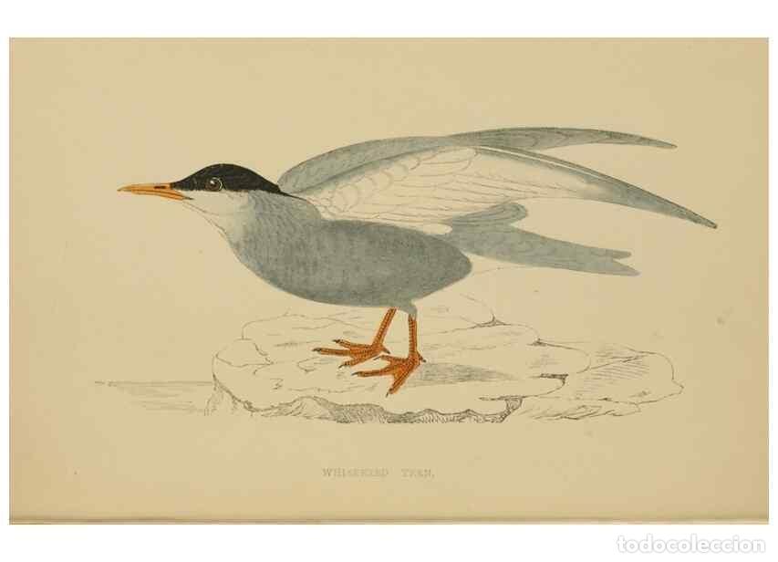 Collection Magazines and Newspapers: Reproducci&oacute;n/Reproduction 49679448576: A history of British birds.. London,Groombridge and Sons,[186