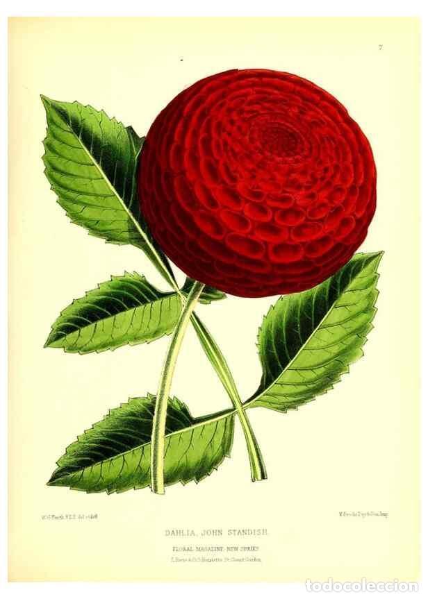 Collection Magazines and Newspapers: Reproducci&oacute;n/Reproduction 49677613462: The floral magazine;. London,L. Reeve & Co.. - Dombrain, Henr