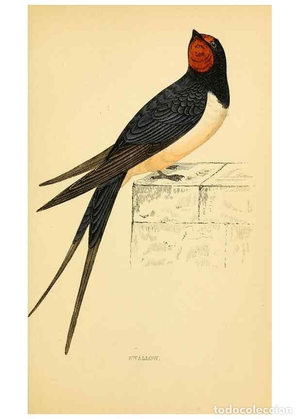 Collection Magazines and Newspapers: Reproducci&oacute;n/Reproduction 49675866498: A history of British birds.. London,Groombridge and Sons,[186