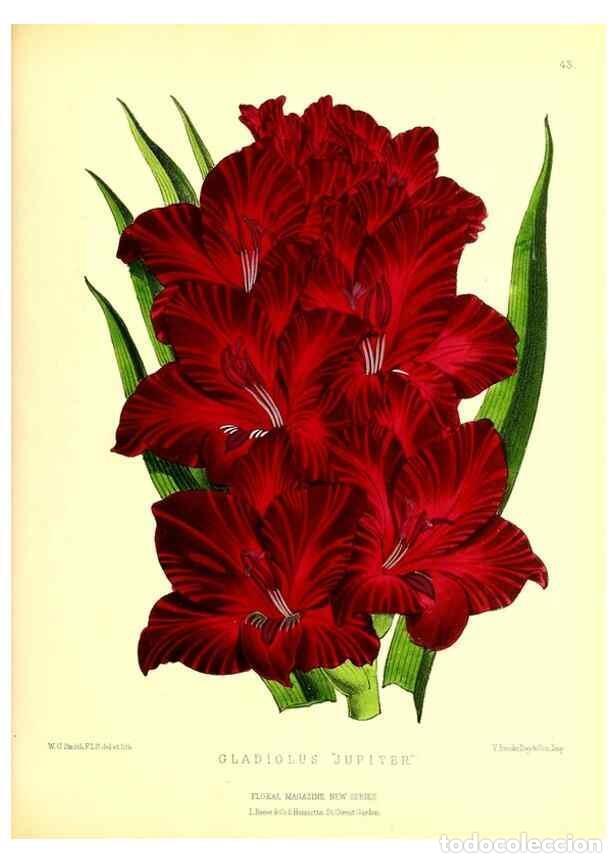 Collectionnisme de Revues et Journaux: Reproducci&oacute;n/Reproduction 49677621917: The floral magazine;. London,L. Reeve & Co.. - Dombrain, Henr