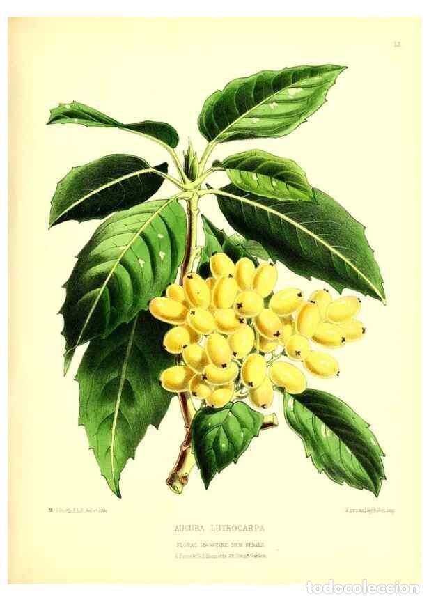 Collectionnisme de Revues et Journaux: Reproducci&oacute;n/Reproduction 49677331471: The floral magazine;. London,L. Reeve & Co.. - Dombrain, Henr