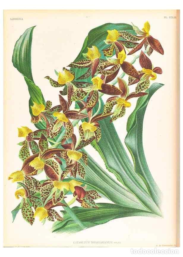 Collezionismo di Riviste e Giornali: Reproducci&oacute;n/Reproduction 49757239261: Lindenia :. Gand [Belgium] :Impr. F. Meyer-van Loo,1885-1906.