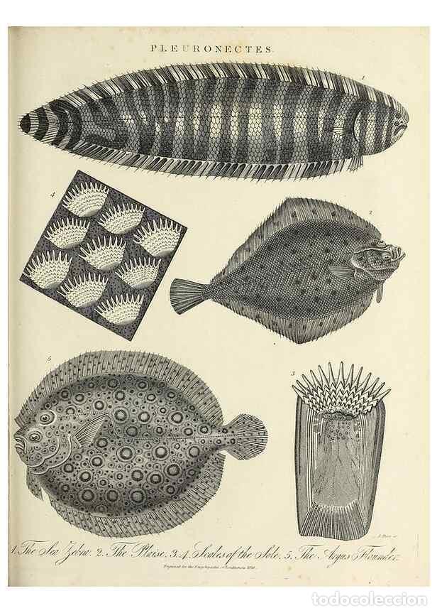 Collezionismo di Riviste e Giornali: Reproducci&oacute;n/Reproduction 49756711398: Encyclopaedia londinensis, or, Universal dictionary of arts,