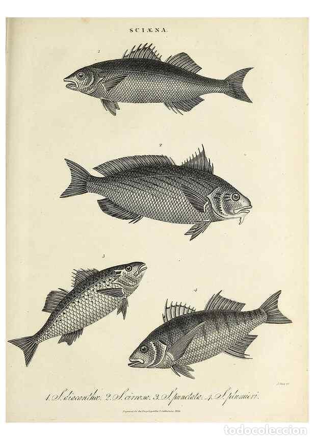 Collezionismo di Riviste e Giornali: Reproducci&oacute;n/Reproduction 49757643522: Encyclopaedia londinensis, or, Universal dictionary of arts,