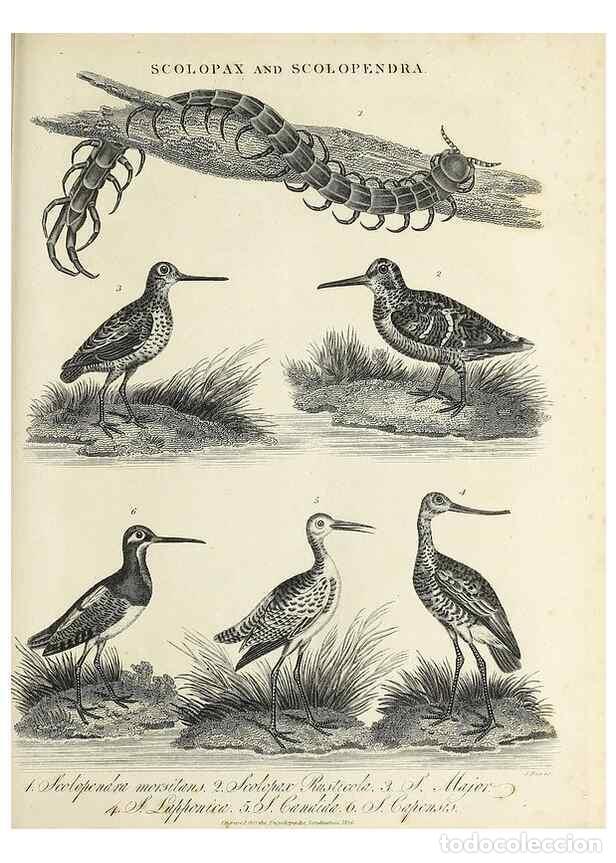 Collezionismo di Riviste e Giornali: Reproducci&oacute;n/Reproduction 49756784768: Encyclopaedia londinensis, or, Universal dictionary of arts,