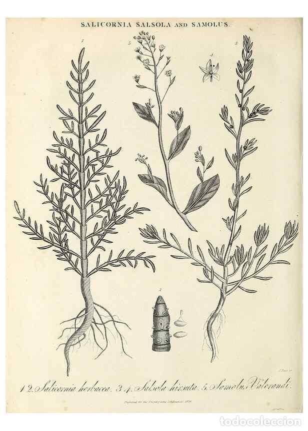 Collezionismo di Riviste e Giornali: Reproducci&oacute;n/Reproduction 49757641582: Encyclopaedia londinensis, or, Universal dictionary of arts,