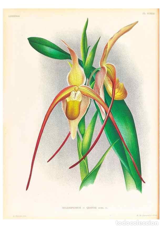 Collezionismo di Riviste e Giornali: Reproducci&oacute;n/Reproduction 49756708638: Lindenia :. Gand [Belgium] :Impr. F. Meyer-van Loo,1885-1906.