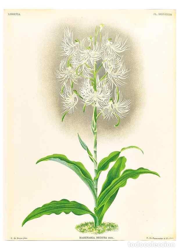 Collezionismo di Riviste e Giornali: Reproducci&oacute;n/Reproduction 49756785528: Lindenia :. Gand [Belgium] :Impr. F. Meyer-van Loo,1885-1906.