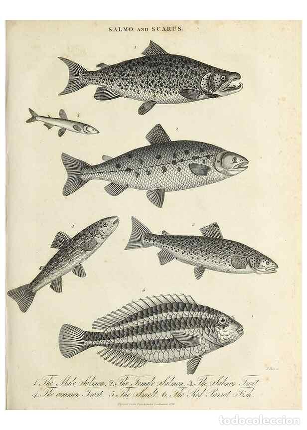 Collezionismo di Riviste e Giornali: Reproducci&oacute;n/Reproduction 49757642112: Encyclopaedia londinensis, or, Universal dictionary of arts,