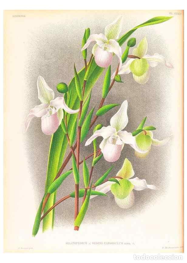 Collezionismo di Riviste e Giornali: Reproducci&oacute;n/Reproduction 49756709478: Lindenia :. Gand [Belgium] :Impr. F. Meyer-van Loo,1885-1906.