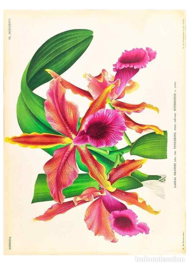 Collezionismo di Riviste e Giornali: Reproducci&oacute;n/Reproduction 49756786328: Lindenia :. Gand [Belgium] :Impr. F. Meyer-van Loo,1885-1906.