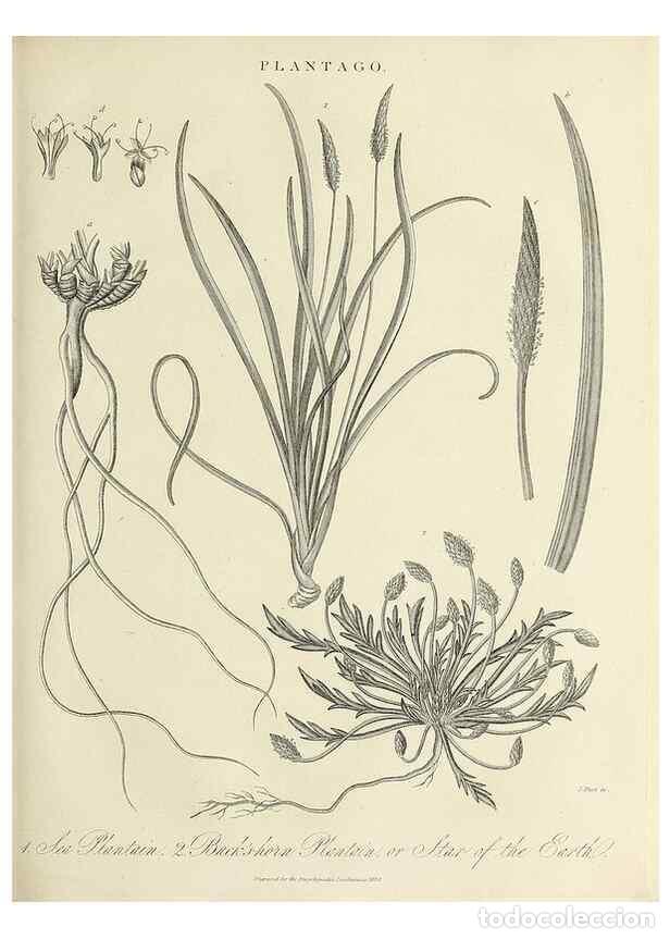 Collezionismo di Riviste e Giornali: Reproducci&oacute;n/Reproduction 49757569487: Encyclopaedia londinensis, or, Universal dictionary of arts,