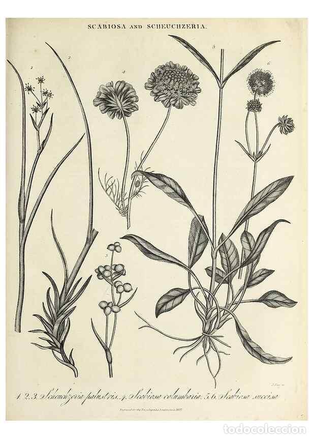 Collezionismo di Riviste e Giornali: Reproducci&oacute;n/Reproduction 49756783233: Encyclopaedia londinensis, or, Universal dictionary of arts,