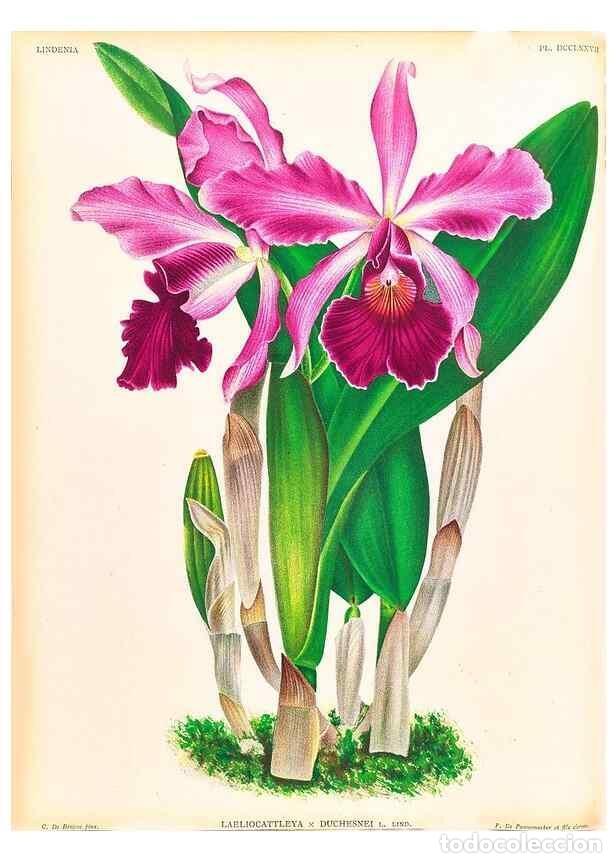 Collezionismo di Riviste e Giornali: Reproducci&oacute;n/Reproduction 49757643402: Lindenia :. Gand [Belgium] :Impr. F. Meyer-van Loo,1885-1906.