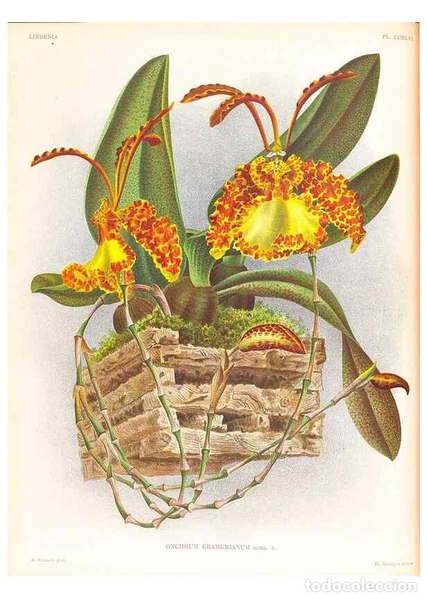 Collezionismo di Riviste e Giornali: Reproducci&oacute;n/Reproduction 49756709828: Lindenia :. Gand [Belgium] :Impr. F. Meyer-van Loo,1885-1906.