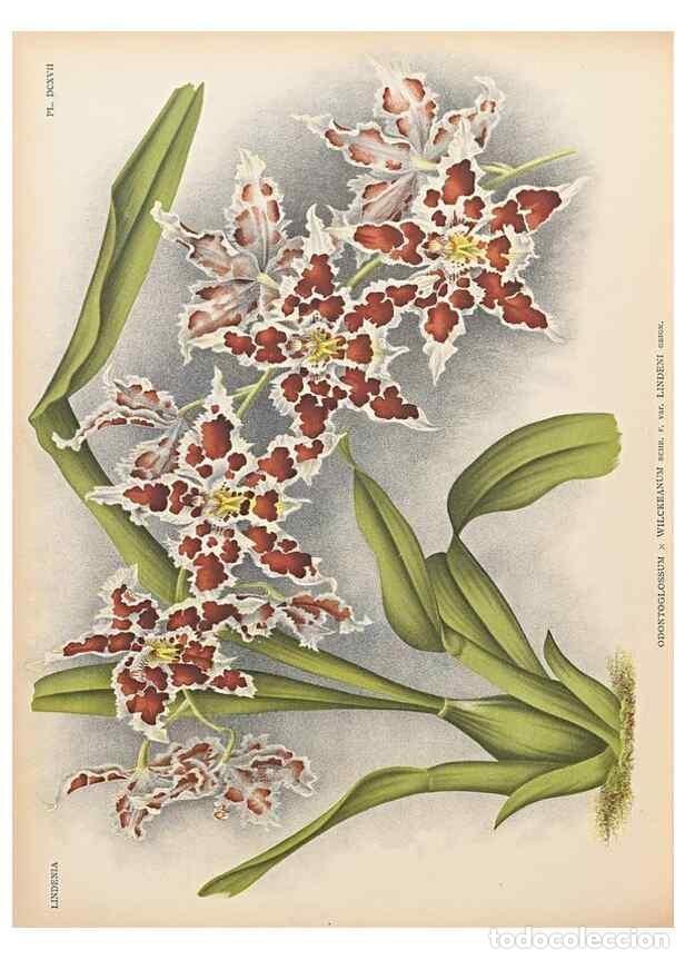 Collezionismo di Riviste e Giornali: Reproducci&oacute;n/Reproduction 49757623007: Lindenia :. Gand [Belgium] :Impr. F. Meyer-van Loo,1885-1906.