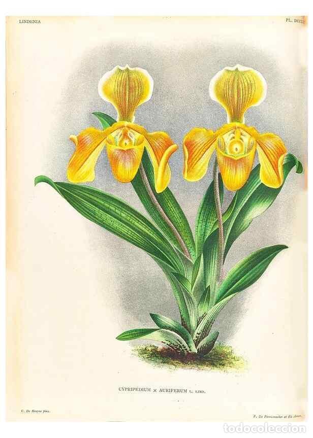 Collezionismo di Riviste e Giornali: Reproducci&oacute;n/Reproduction 49756781858: Lindenia :. Gand [Belgium] :Impr. F. Meyer-van Loo,1885-1906.