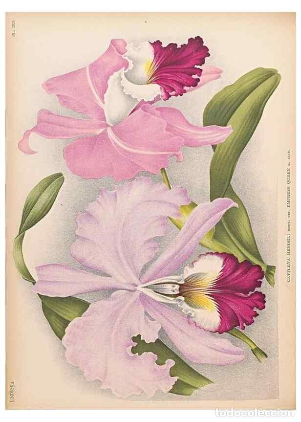 Collezionismo di Riviste e Giornali: Reproducci&oacute;n/Reproduction 49757282861: Lindenia :. Gand [Belgium] :Impr. F. Meyer-van Loo,1885-1906.