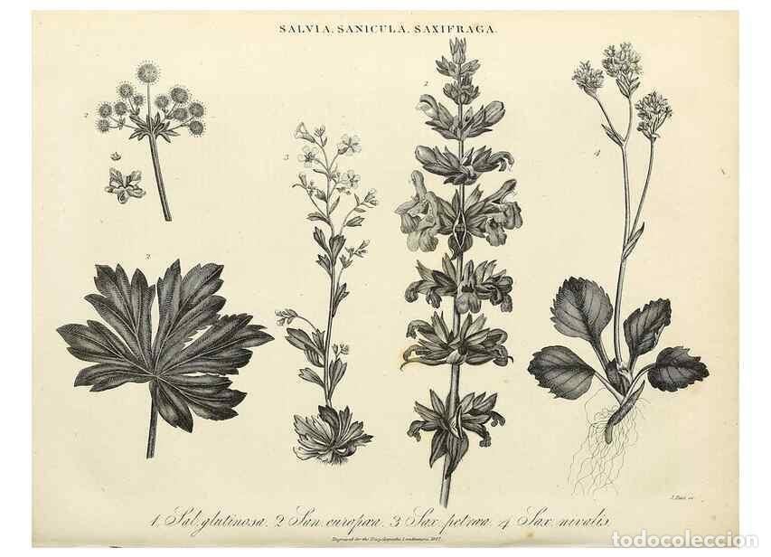 Collezionismo di Riviste e Giornali: Reproducci&oacute;n/Reproduction 49757642377: Encyclopaedia londinensis, or, Universal dictionary of arts,