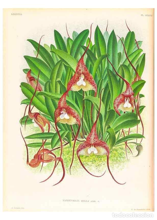 Collezionismo di Riviste e Giornali: Reproducci&oacute;n/Reproduction 49756712933: Lindenia :. Gand [Belgium] :Impr. F. Meyer-van Loo,1885-1906.