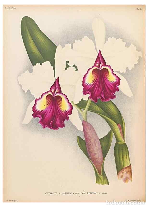 Collezionismo di Riviste e Giornali: Reproducci&oacute;n/Reproduction 49757618922: Lindenia :. Gand [Belgium] :Impr. F. Meyer-van Loo,1885-1906.