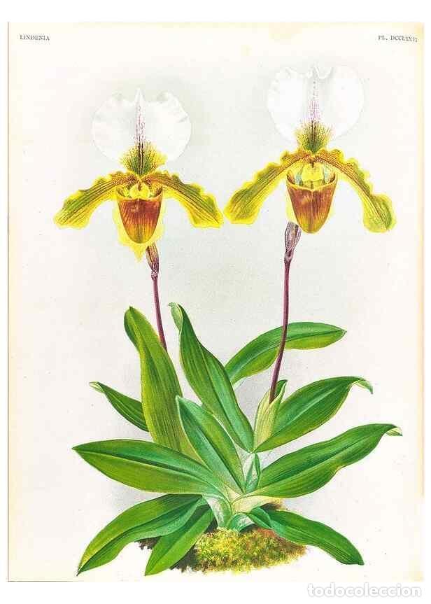 Collezionismo di Riviste e Giornali: Reproducci&oacute;n/Reproduction 49757643102: Lindenia :. Gand [Belgium] :Impr. F. Meyer-van Loo,1885-1906.