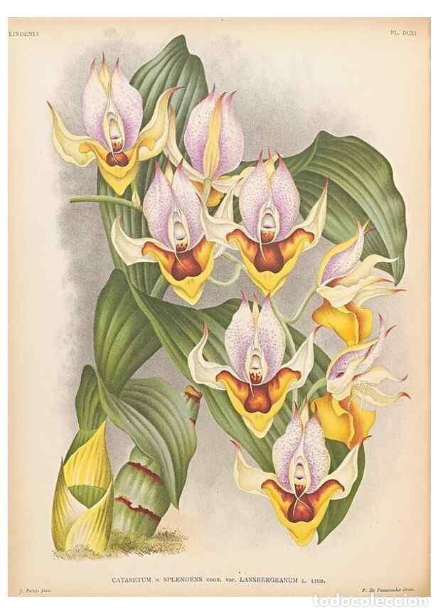 Collezionismo di Riviste e Giornali: Reproducci&oacute;n/Reproduction 49757620582: Lindenia :. Gand [Belgium] :Impr. F. Meyer-van Loo,1885-1906.