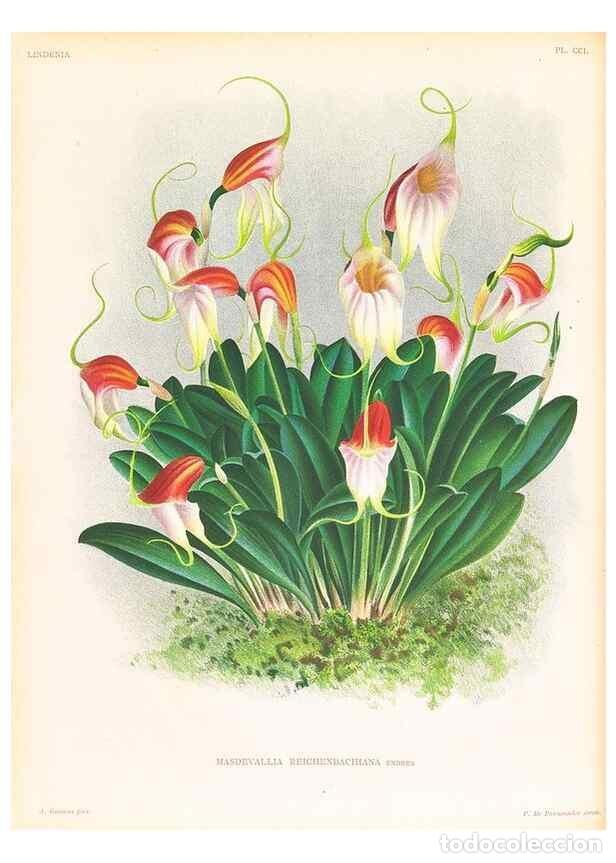 Collezionismo di Riviste e Giornali: Reproducci&oacute;n/Reproduction 49757570227: Lindenia :. Gand [Belgium] :Impr. F. Meyer-van Loo,1885-1906.