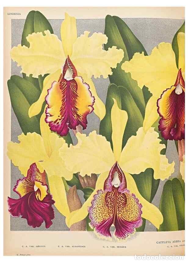 Collezionismo di Riviste e Giornali: Reproducci&oacute;n/Reproduction 49757281736: Lindenia :. Gand [Belgium] :Impr. F. Meyer-van Loo,1885-1906.