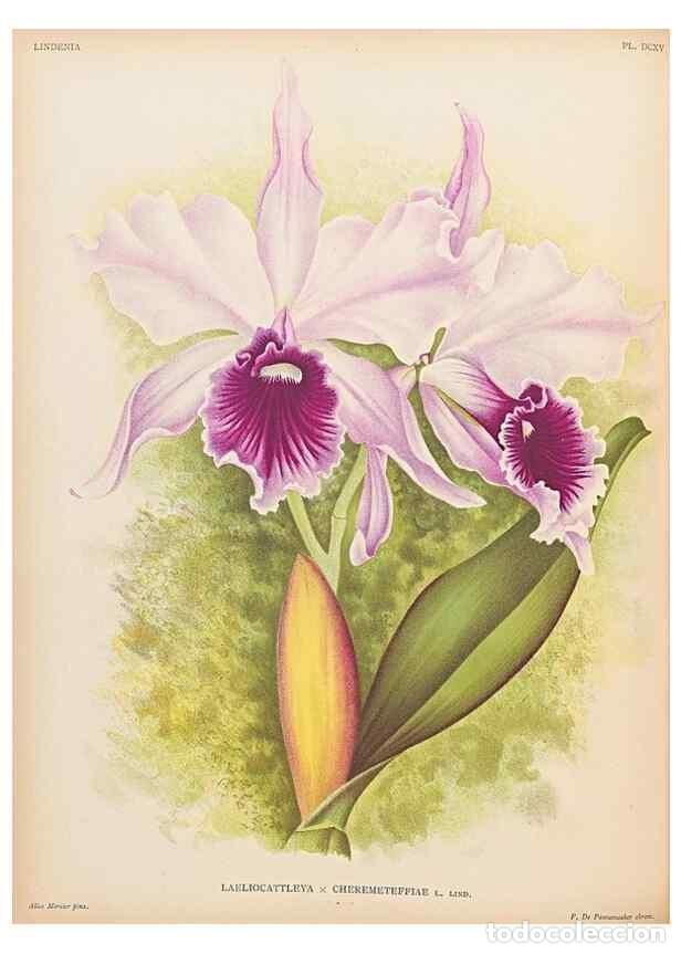 Collezionismo di Riviste e Giornali: Reproducci&oacute;n/Reproduction 49756762283: Lindenia :. Gand [Belgium] :Impr. F. Meyer-van Loo,1885-1906.