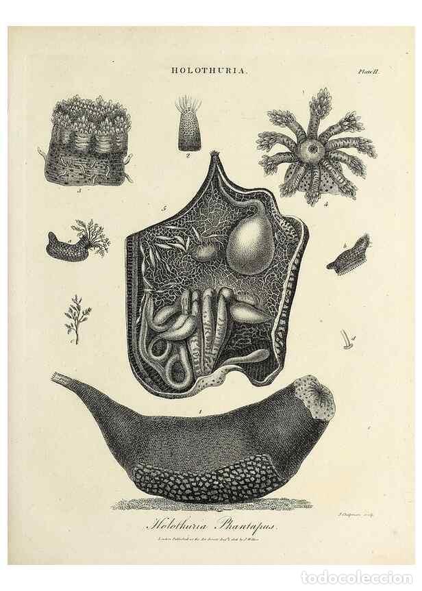 Coleccionismo de Revistas y Peri&oacute;dicos: Reproducci&oacute;n/Reproduction 49754521191: Encyclopaedia londinensis, or, Universal dictionary of arts,