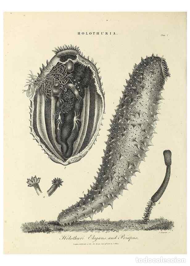 Coleccionismo de Revistas y Peri&oacute;dicos: Reproducci&oacute;n/Reproduction 49753990793: Encyclopaedia londinensis, or, Universal dictionary of arts,