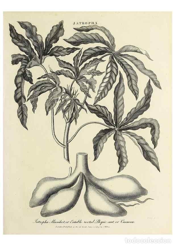 Coleccionismo de Revistas y Peri&oacute;dicos: Reproducci&oacute;n/Reproduction 49754869507: Encyclopaedia londinensis, or, Universal dictionary of arts,