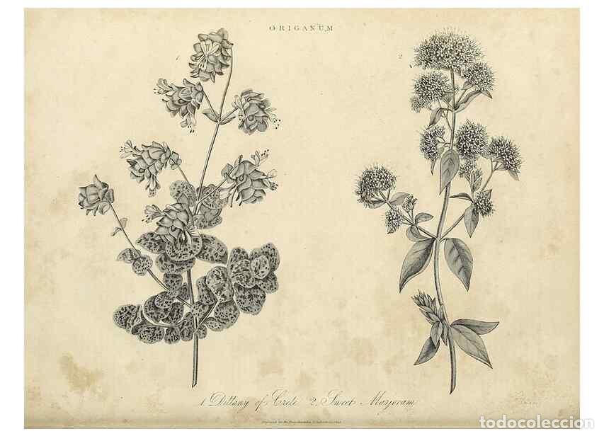 Coleccionismo de Revistas y Peri&oacute;dicos: Reproducci&oacute;n/Reproduction 49756956171: Encyclopaedia londinensis, or, Universal dictionary of arts,