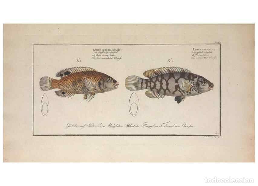 Collezionismo di Riviste e Giornali: Reproducci&oacute;n/Reproduction 49774472591: Ichtyologie, ou, Histoire naturelle, g&eacute;n&eacute;rale et particuli&egrave;re