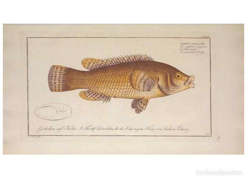 Collezionismo di Riviste e Giornali: Reproducci&oacute;n/Reproduction 49774473496: Ichtyologie, ou, Histoire naturelle, g&eacute;n&eacute;rale et particuli&egrave;re