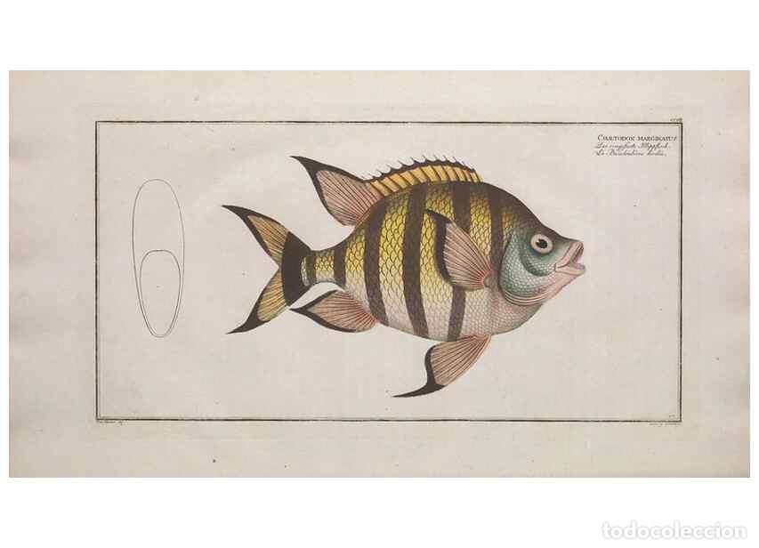Collezionismo di Riviste e Giornali: Reproducci&oacute;n/Reproduction 49774049282: Ichtyologie, ou, Histoire naturelle, g&eacute;n&eacute;rale et particuli&egrave;re