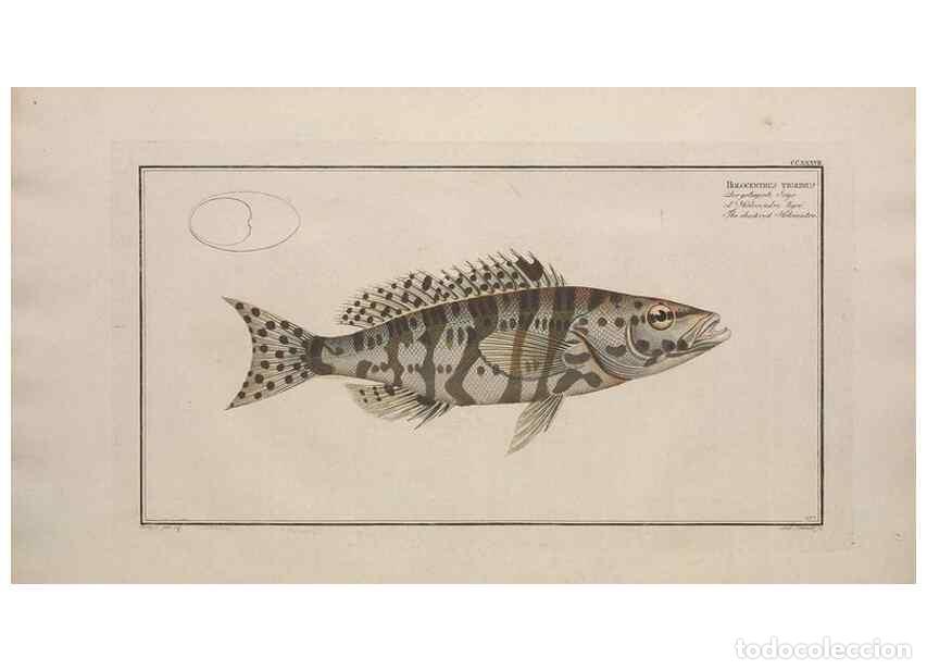 Collezionismo di Riviste e Giornali: Reproducci&oacute;n/Reproduction 49773745848: Ichtyologie, ou, Histoire naturelle, g&eacute;n&eacute;rale et particuli&egrave;re