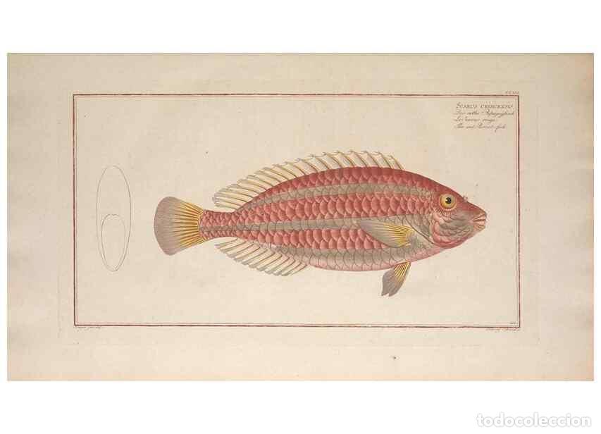 Collezionismo di Riviste e Giornali: Reproducci&oacute;n/Reproduction 49774600567: Ichtyologie, ou, Histoire naturelle, g&eacute;n&eacute;rale et particuli&egrave;re