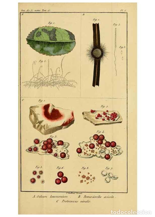 Collezionismo di Riviste e Giornali: Reproducci&oacute;n/Reproduction 49774142911: Annales des sciences naturelles :. Paris :Crochard. - Feuguer