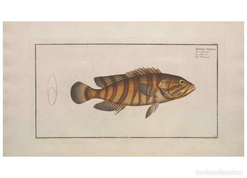 Collezionismo di Riviste e Giornali: Reproducci&oacute;n/Reproduction 49774602642: Ichtyologie, ou, Histoire naturelle, g&eacute;n&eacute;rale et particuli&egrave;re