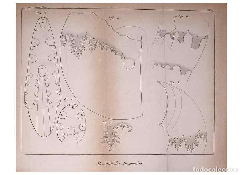 Collezionismo di Riviste e Giornali: Reproducci&oacute;n/Reproduction 49774144911: Annales des sciences naturelles :. Paris :Crochard. - Feuguer