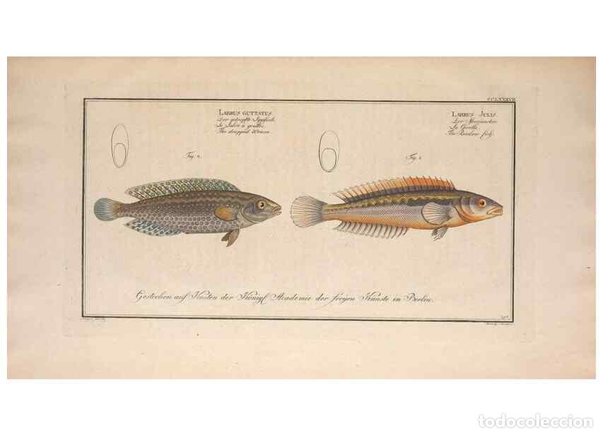 Collezionismo di Riviste e Giornali: Reproducci&oacute;n/Reproduction 49773763428: Ichtyologie, ou, Histoire naturelle, g&eacute;n&eacute;rale et particuli&egrave;re