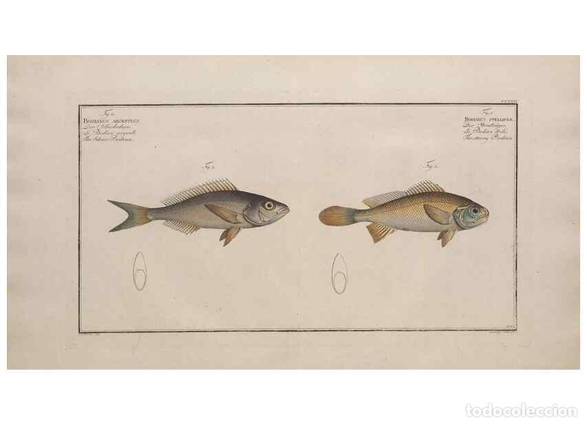 Collezionismo di Riviste e Giornali: Reproducci&oacute;n/Reproduction 49774604517: Ichtyologie, ou, Histoire naturelle, g&eacute;n&eacute;rale et particuli&egrave;re