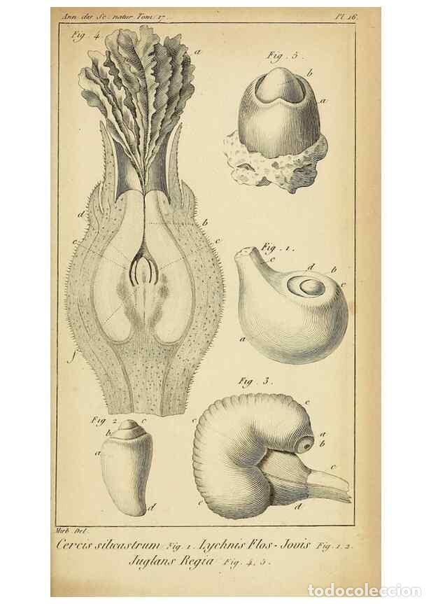 Collezionismo di Riviste e Giornali: Reproducci&oacute;n/Reproduction 49774477197: Annales des sciences naturelles :. Paris :Crochard. - Feuguer
