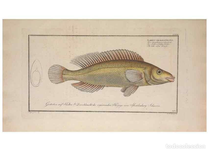 Collezionismo di Riviste e Giornali: Reproducci&oacute;n/Reproduction 49774804417: Ichtyologie, ou, Histoire naturelle, g&eacute;n&eacute;rale et particuli&egrave;re