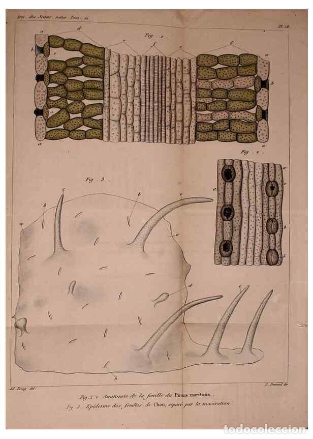 Collezionismo di Riviste e Giornali: Reproducci&oacute;n/Reproduction 49774599487: Annales des sciences naturelles :. Paris :Crochard. - Feuguer