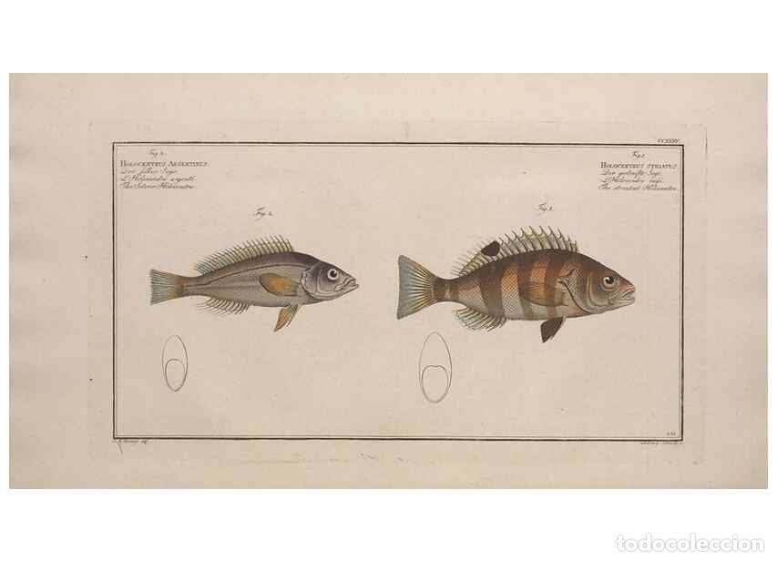 Collezionismo di Riviste e Giornali: Reproducci&oacute;n/Reproduction 49774605862: Ichtyologie, ou, Histoire naturelle, g&eacute;n&eacute;rale et particuli&egrave;re