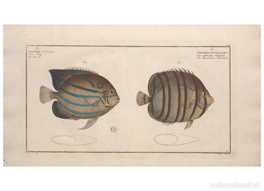 Collezionismo di Riviste e Giornali: Reproducci&oacute;n/Reproduction 49774051842: Ichtyologie, ou, Histoire naturelle, g&eacute;n&eacute;rale et particuli&egrave;re